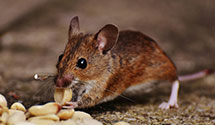 24 Hour & Emergency Exterminators in Idledale, CO